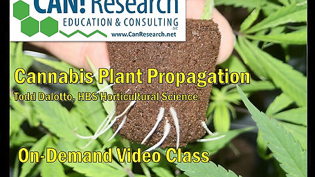 Cannabis Plant Propagation class